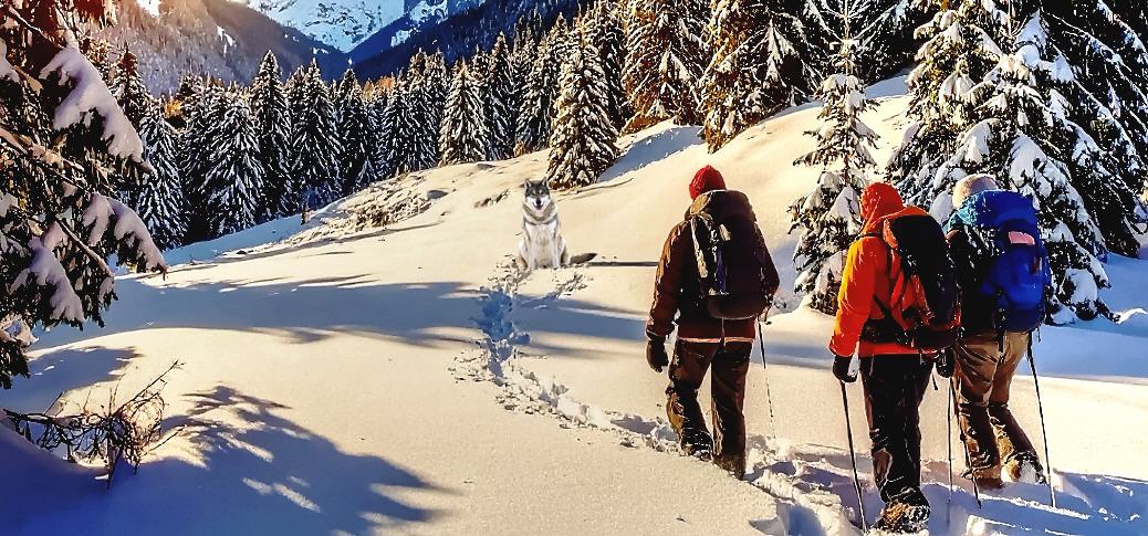 Begegnung mit einem Wolf - Expertenratschl&auml;ge!
