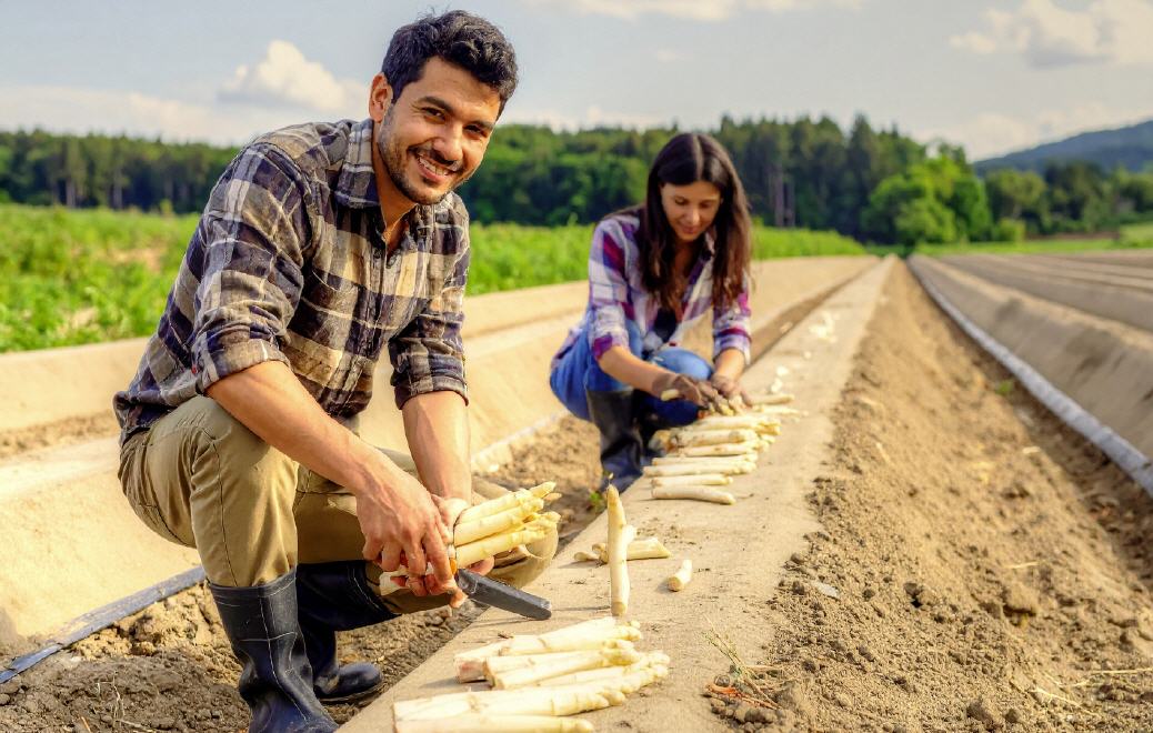 Spargel-Ernte in der Grafschaft-Meckenheim